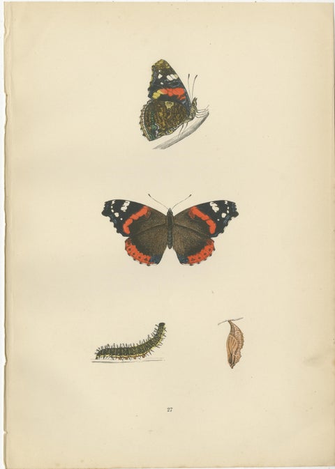 Metamorphosis in Motion: A Study of Butterfly Lifecycles, 1890, view 4