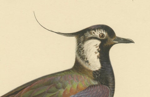 Iridescent Majesty: Vintage Print of The Northern Lapwing by Von Wright, 1929, close-up 1