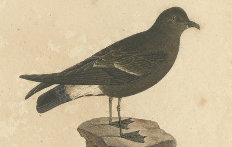 Franz Sturm's Illustration: a European Storm Petrel (Procellaria pelagica), 1830, close-up 3
