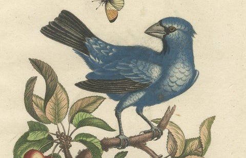Exotic Blue Grosbeak of Angola: An 18th-Century Hand-Colored Engraving, close-up 3