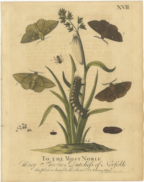 English Moths & Caterpillars, Common Rustic, Drab & Tiger Moths, Albin 1720, view 2