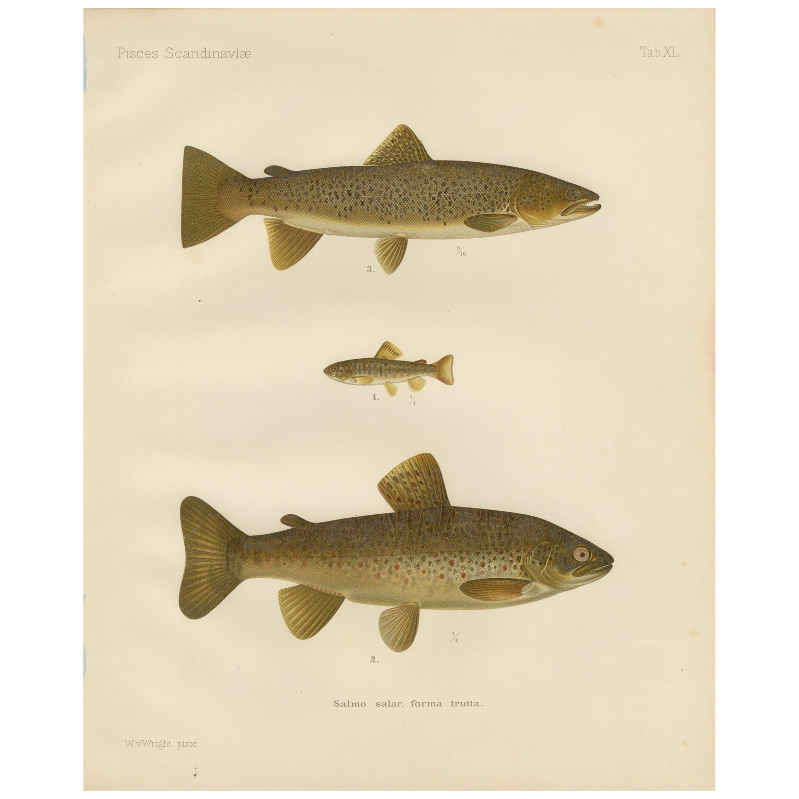 Brown Trout Diversity in Scandinavian Waters: Exquisite Lithograph, 1895