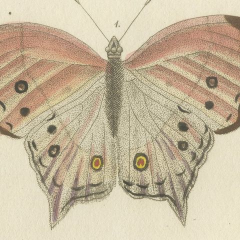 Exotic Butterfly with Wing Details, Antique Bertuch Print, Vienna, circa 1812, close-up 3