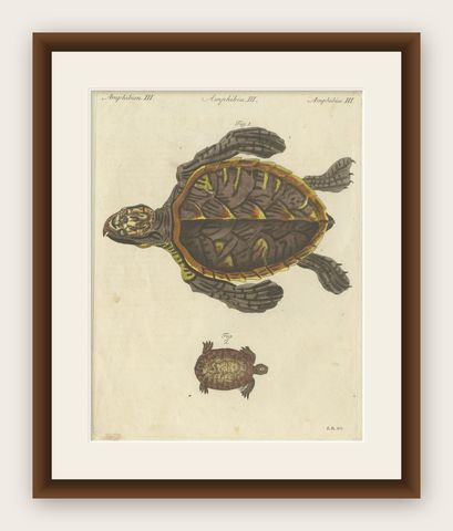 Original Antique Print of Sea Turtle and Freshwater Turtle by Bertuch, c. 1790, shown framed