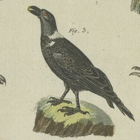 Antique Print of Various African Birds Including the Red-Necked Falcon, close-up 4