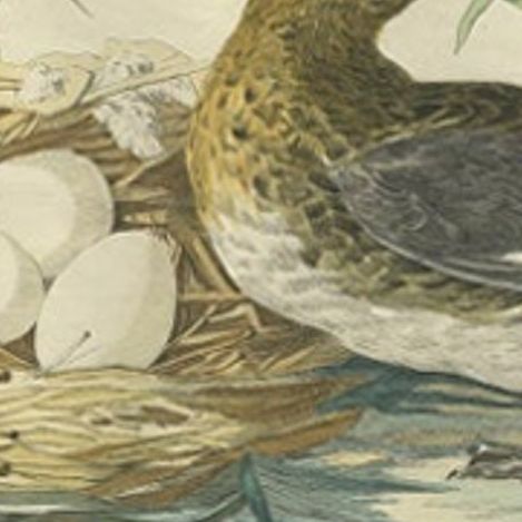 Eurasian Teal (Anas crecca), Female with Nest and Eggs, Nozeman & Sepp, 1789, close-up 1