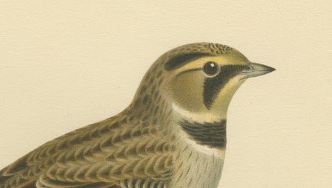 Minimalist Nordic Bird Lithograph Pair, Scandinavian Natural History, 1929, close-up 6