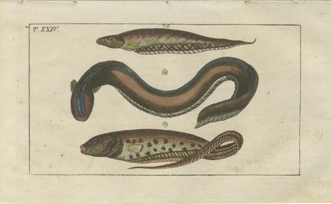 Set of 3 Antique Fish Prints, Moray, Sea Lamprey, Electric Eel, 1832, view 2
