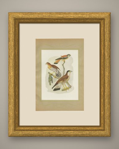 Falcons and Kestrels, Brazilian Bird Print, Descourtilz, 1944, shown framed