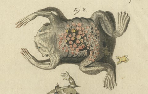 Antique Handcolored Engraving of Frogs and Amphibians, c.1800, close-up 3