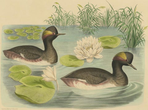 Antique Bird Print of Two Black-Necked Grebes Made after D.G. Elliot, 1869, view 2