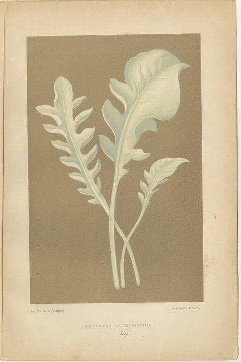 Vintage Botanical Elegance: A Study of Leaves and Patterns, Published in 1880, view 2