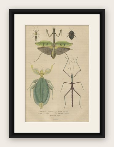 19th Century Insects Microorganisms Handcolored Antique Engraving, 1845, shown framed