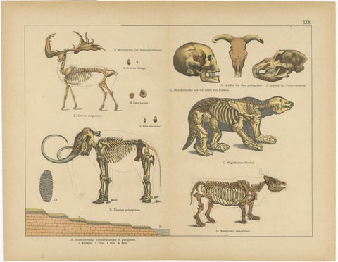 Antique Fossil Mammal Prints, Mastodon, Mammoth & Megatherium, c.1880, view 3