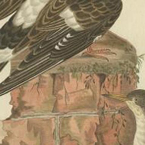 Antique Bird Print of the Spotted Sandpiper by Sepp & Nozeman, 1797, close-up 2