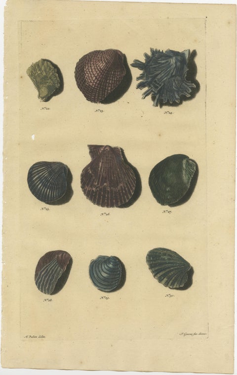 Set of 6 Colored Antique Prints of various Sea Shells and Molluscs, view 2