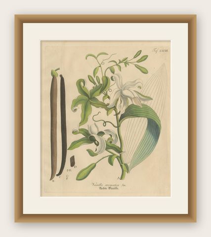 Antique Vanilla Botanical Print, Vanilla Aromatica, Hand Colored, c.1831, shown framed