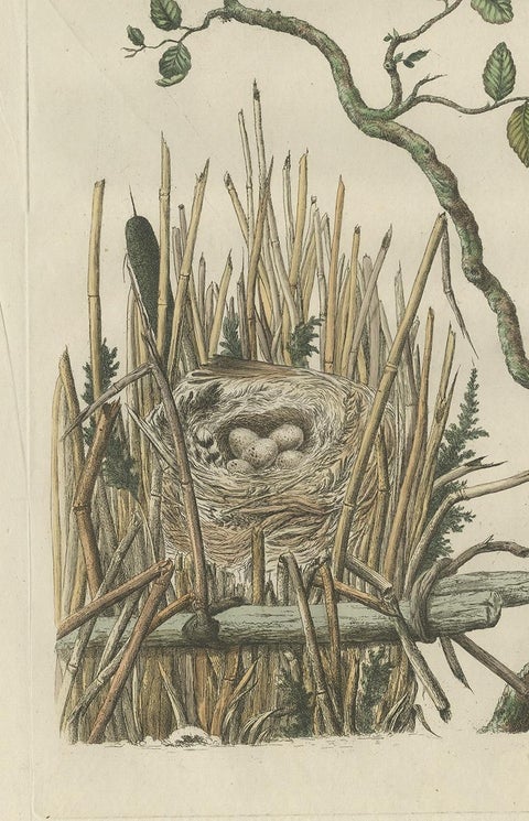 Rare 18th Century Bird Print, Marsh Tit and Nest Scene by Sepp & Nozeman, view 3