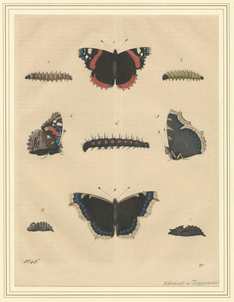 "Admiral Butterfly Lifecycle" - Hand-Colored Natural History Plate (1846), close-up 3