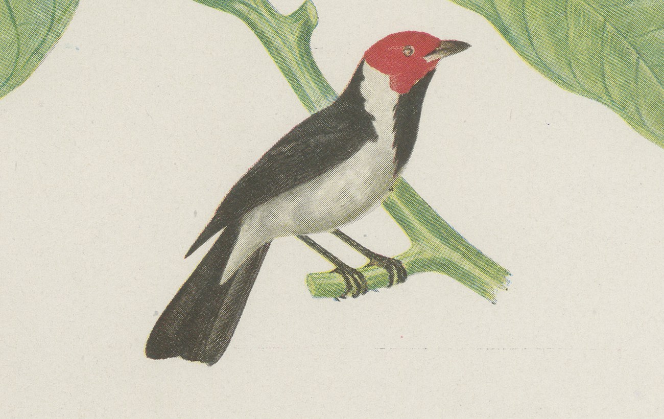 Tanagers and Woodcreepers, Brazilian Bird Print, Descourtilz, 1944, view 5