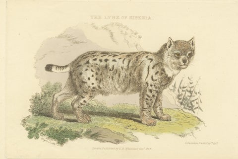 Antique Print with Hand Coloring of a Siberian Lynx, view 3