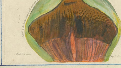 Dragon Arum, Poisonous Plant Botanical Engraving, Thornton, 1802, close-up 4