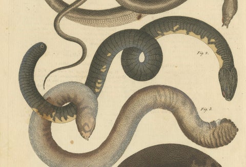 Antique Handcolored Engraving of Amphibious Eels and Snakes, c.180, close-up 2