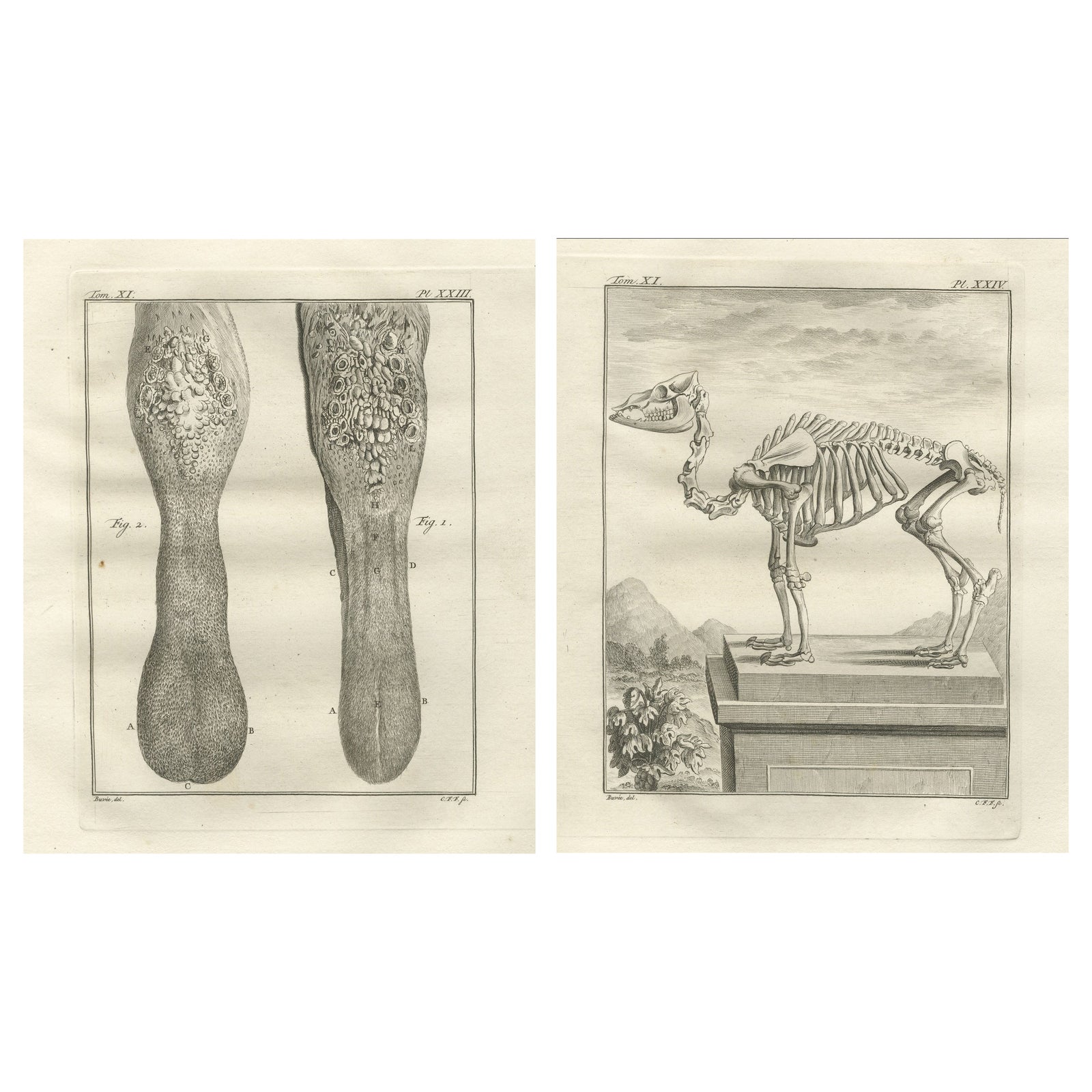 Pair of Antique Camel Anatomy Engravings, Buffon Scientific Plates 1769
