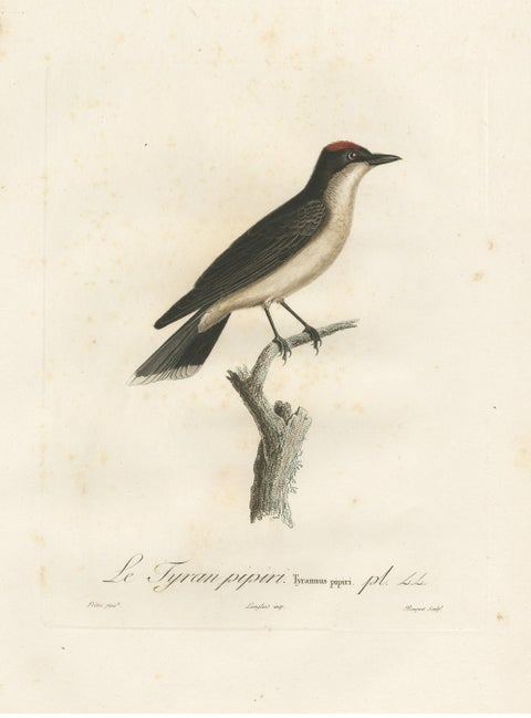 1807 Vermilion Flycatcher Handcolored Print- Antique Ornithological Illustration, view 3