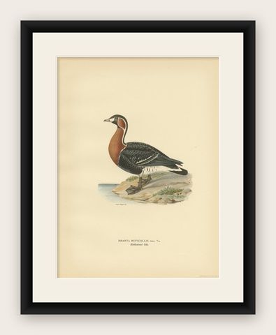 Antique Bird Print of the Red-Breasted Goose by Von Wright '1929', shown framed