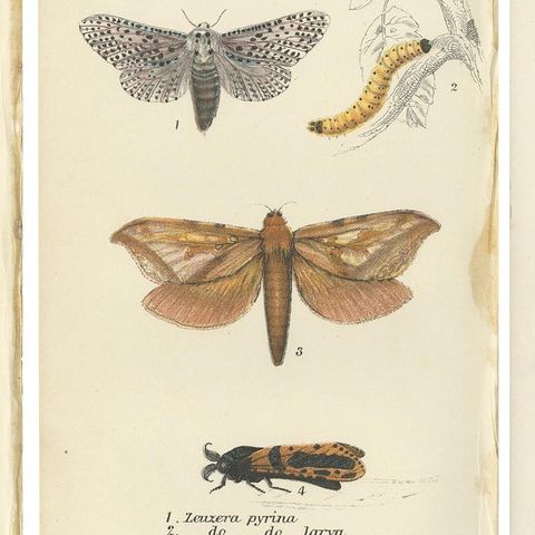 Set of 6 Antique Prints of Various Moths by Lloyd (Circa 1897), close-up 1