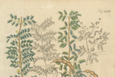 Antique Gum Arabic Botanical Print, Acacia Tortilis & Acacia Seyal, c.1831, close-up 1
