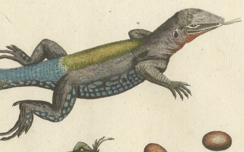 Exotic Jamaican Lizards: The Large Spotted Fork-Tailed Lizard Engraved, c.1773, close-up 3