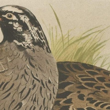 Antique Bird Print of the Mountain Quail by Hume & Marshall, 1879, close-up 2