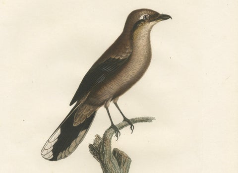 An 1807 Large Hand-Finished Ornithological Study of a Northern Shrike, close-up 3