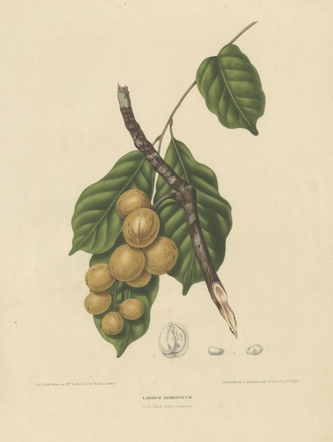 Lansium Domesticum, Langsat Botanical Lithograph c.1863, view 2