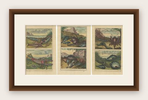 Set of 3 Colored Antique Prints of various Fishes and Crustaceans, 1726, shown framed