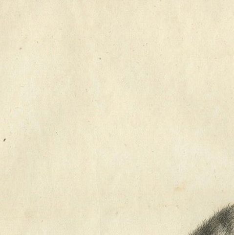 Early 19th-Century Engraving of Lemur Catta by S.C. Miger and N. Maréchal, Paris, close-up 5