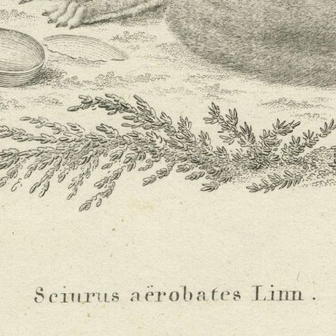 Flying Squirrel, Antique Zoological Engraving by Johann Nußbiegel, c.1800, close-up 4