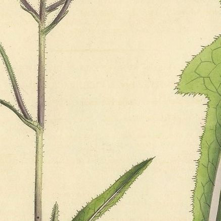 Antique Botany Print of the Sonchus Arvensis by Curtis, circa 1817, close-up 1