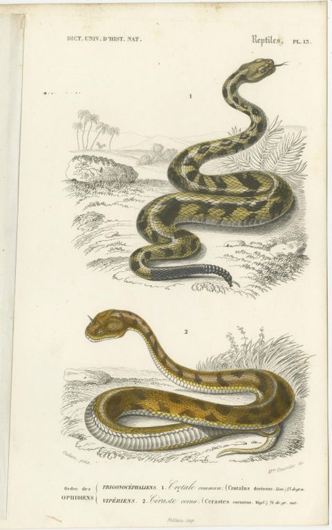 Set of 7 Antique Prints of an Egyptian Cobra and other Snakes and Reptiles, view 8