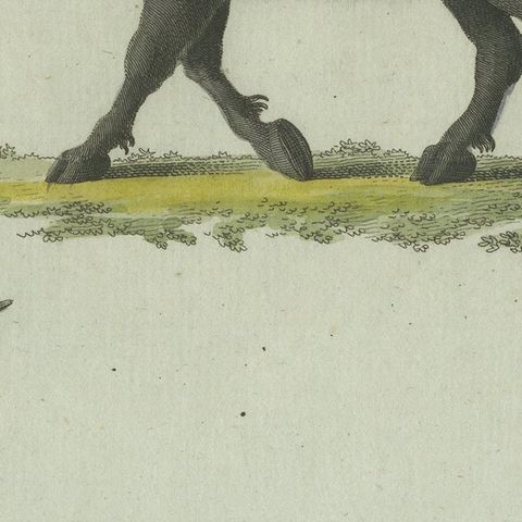 Antique Print of a Buffalo and Buffalo Skull, close-up 2
