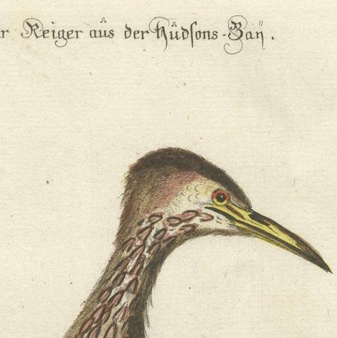 Hand-Colored Engraving of the Hudson Bay Heron by Johann Michael Seligmann, 1770, close-up 5