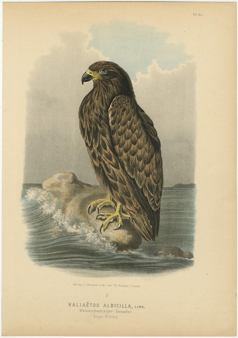 Bird Print of the White-Tailed or Grey or Eurasian Sea Eagle, 1894, view 2