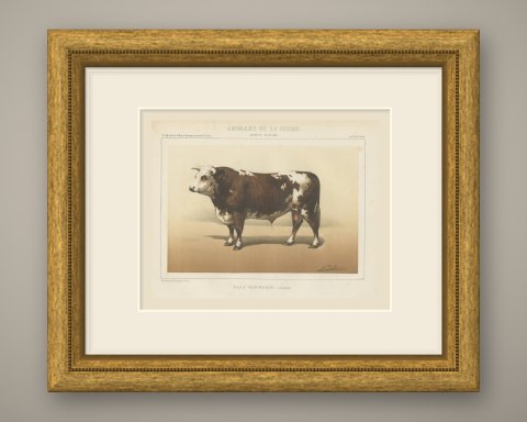 Normandy Bull, French Cattle Breed, Antique Chromolithograph by Borie, 1863, shown framed