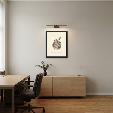 Nerves of the Male Pelvic Viscera, Antique Hirschfeld Anatomy Print, 1866, shown framed in a room