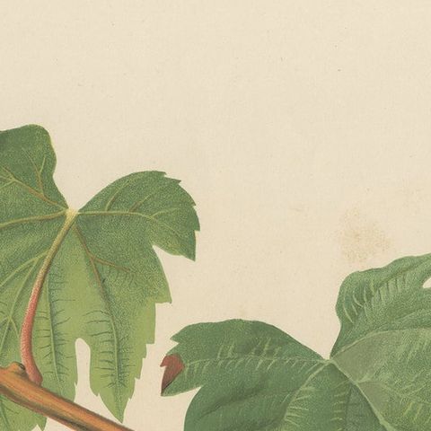 Rare Original Antique Lithograph of the Petit Bouschet Grape Variety, 1890, close-up 1