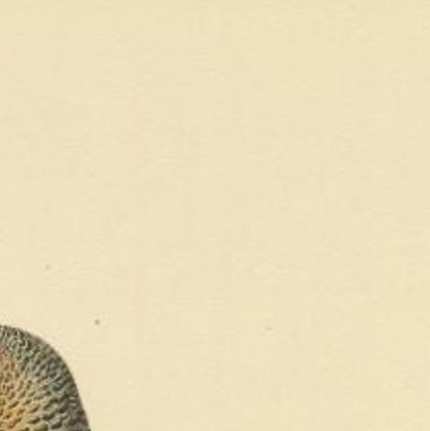 Antique Bird Print of the Western Capercaillie, 1929, close-up 1