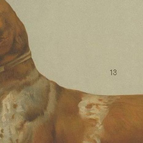 Antique Print of a Hound Dog by Th. Breidwiser, 1879, close-up 1