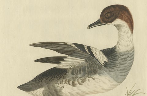 Male Common Merganser Antique Bird Print by Sepp & Nozeman, circa 1809, close-up 1